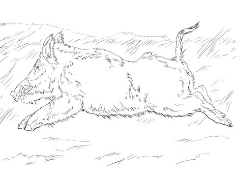 480x360 Pro Wild Boar Line Drawing Wild Boar Drawing
