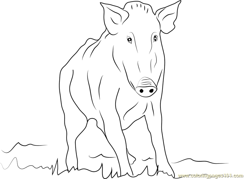 800x588 Wild Boar Coloring Page