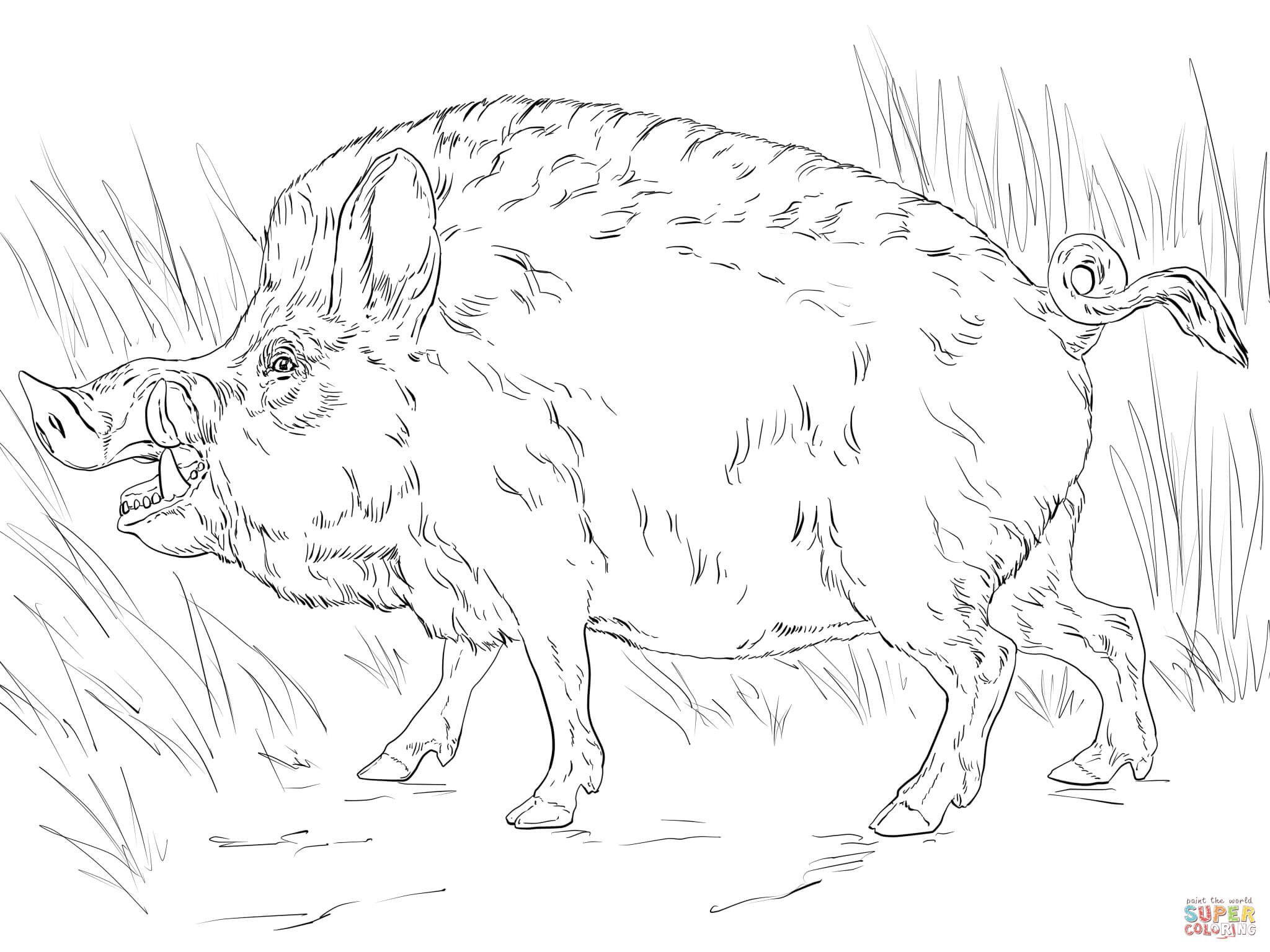 2048x1536 Big Wild Boar Coloring Page Hog Pages