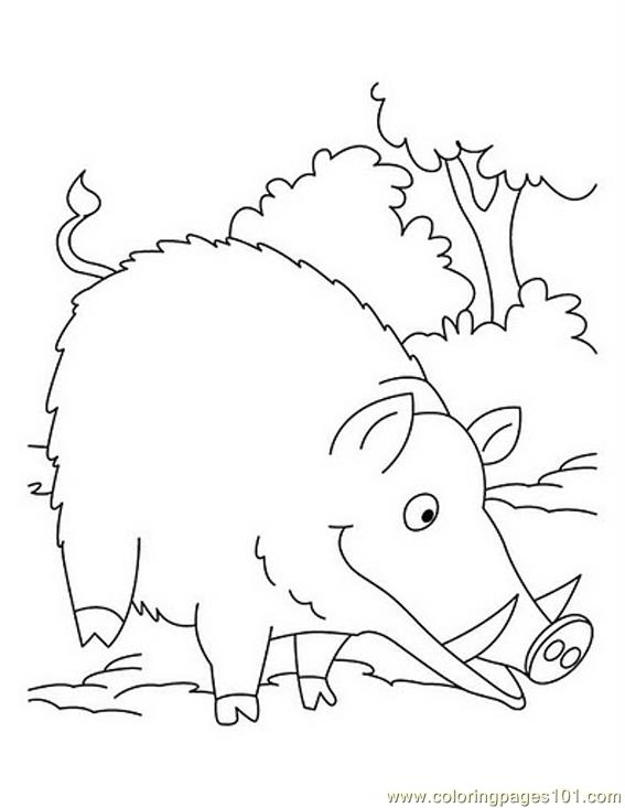 567x733 Wild Boar Eating Coloring Page