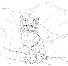 236x228 European Wild Cat Coloring Page, Wild Cats Coloring Pages, Animals