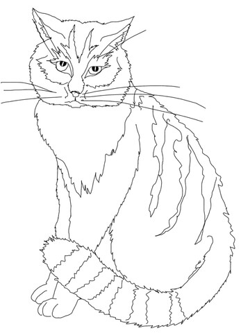 360x480 Chinese Mountain Cat Animal Coloring Page