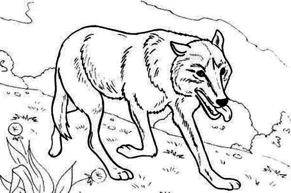 600x397 Wolf Hunting For Food Coloring Page Download Print Onli On Wild