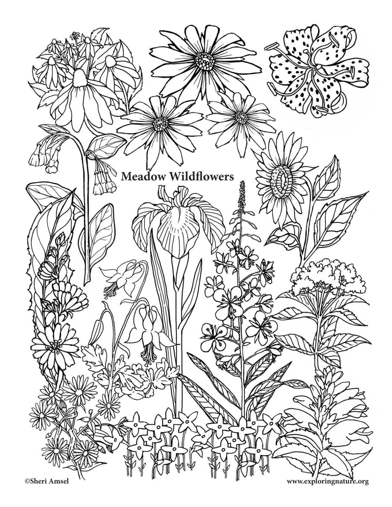 1275x1650 Coloring Pages Wild Flowers Coloring Page Fun