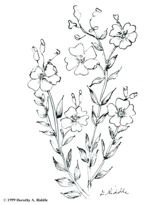 580x720 Wildflower Coloring Pages