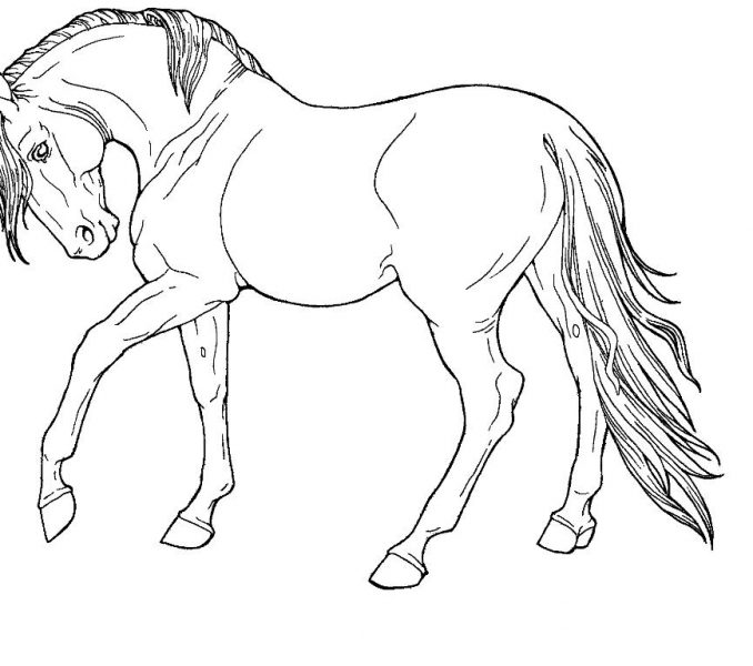 678x600 Horse Coloring Pages Printable Free Wild Horse Coloring