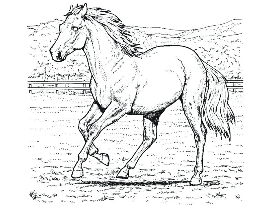 900x675 Wild Horse Coloring Pages For Kids Bleupnr