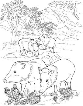 273x350 Javelina Peccaries Wild Pigs Animal Colouring Pages