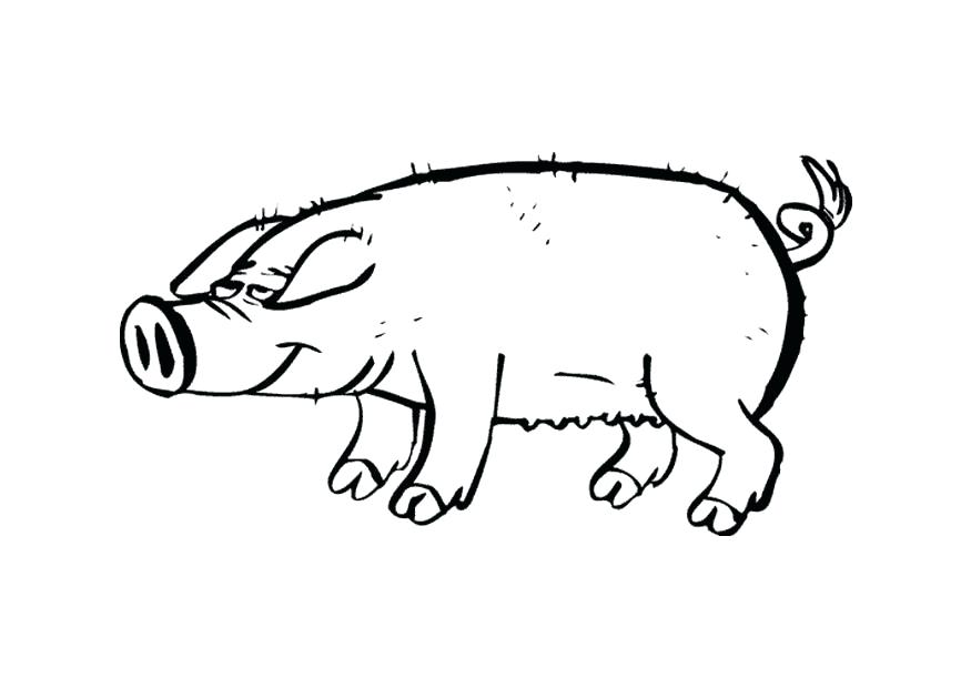 875x620 Pictures Of Pigs To Color Cute Coloring Free Printable Pig