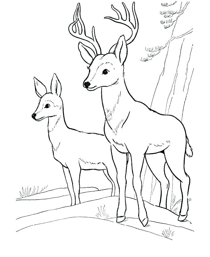 670x820 Zoo Animals Coloring Pages