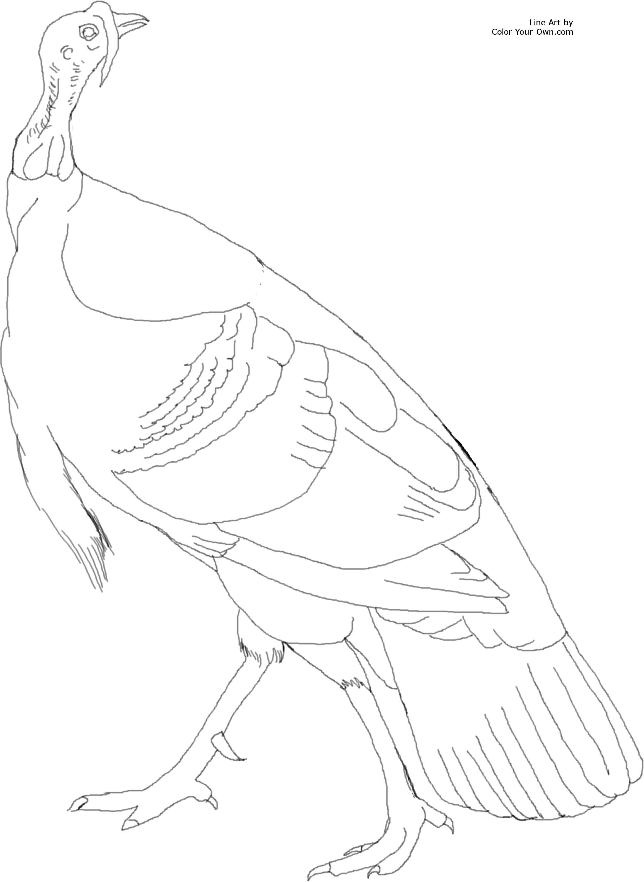 2193x3000 American Wild Turkey Coloring Page