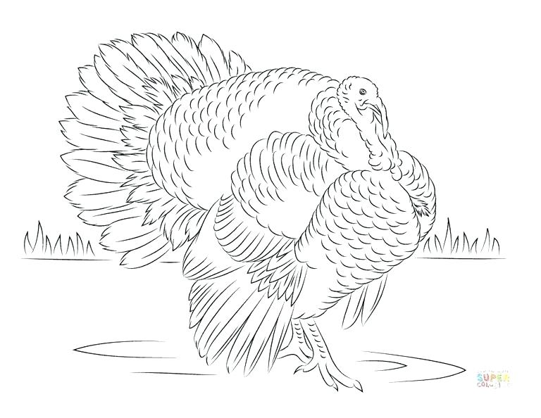 768x594 Turkeys Coloring Pages Coloring Page Of Turkey Wild Turkey