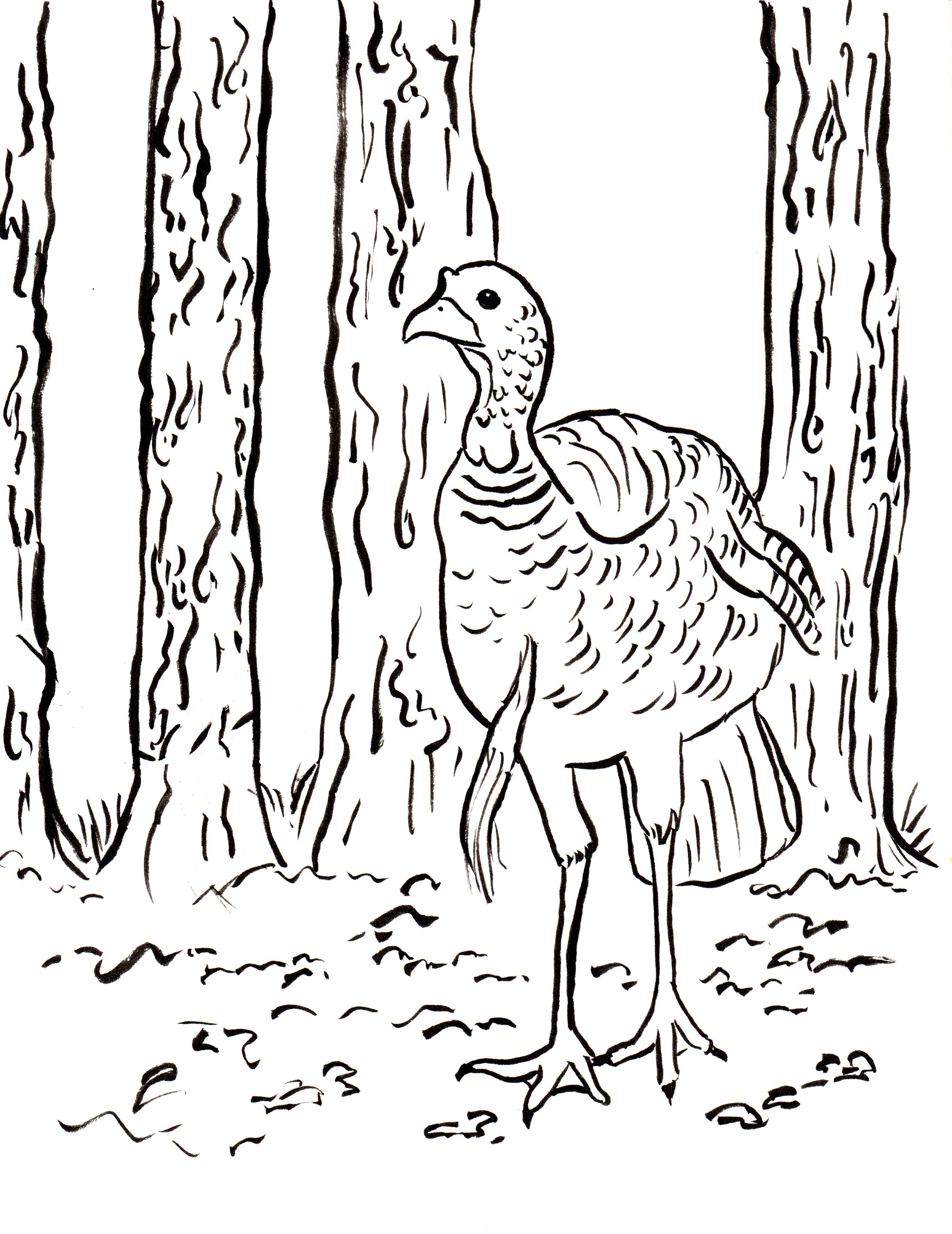 2545x3300 Wild Turkey Coloring Page