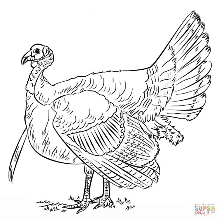 728x729 Wild Turkey Coloring Pages Printable