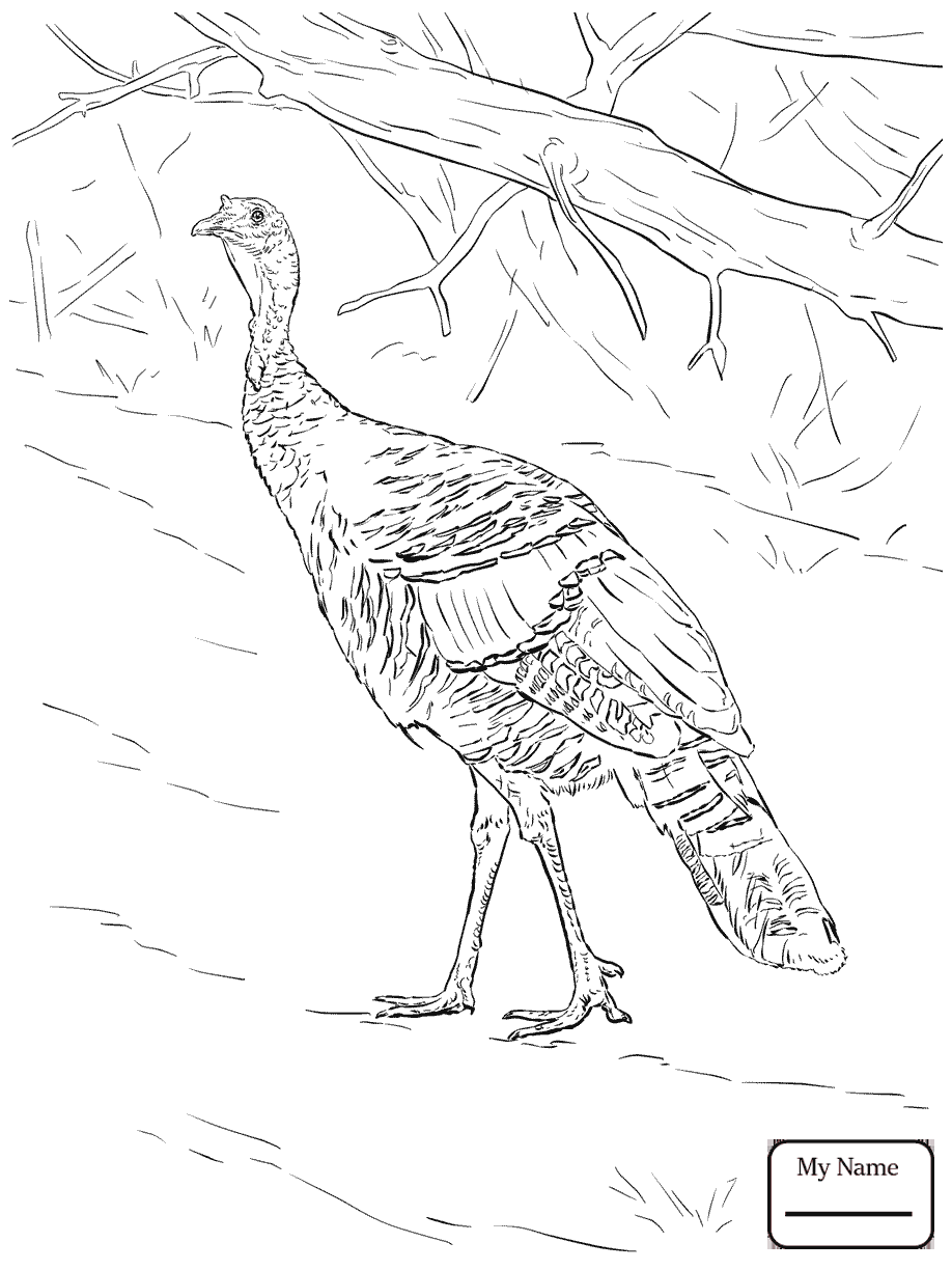 918x1224 Wild Turkey Hen Birds Coloring Pages Within
