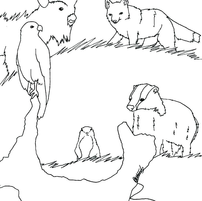 804x800 Grassland Coloring Pages Animals Coloring Pages Free Printable