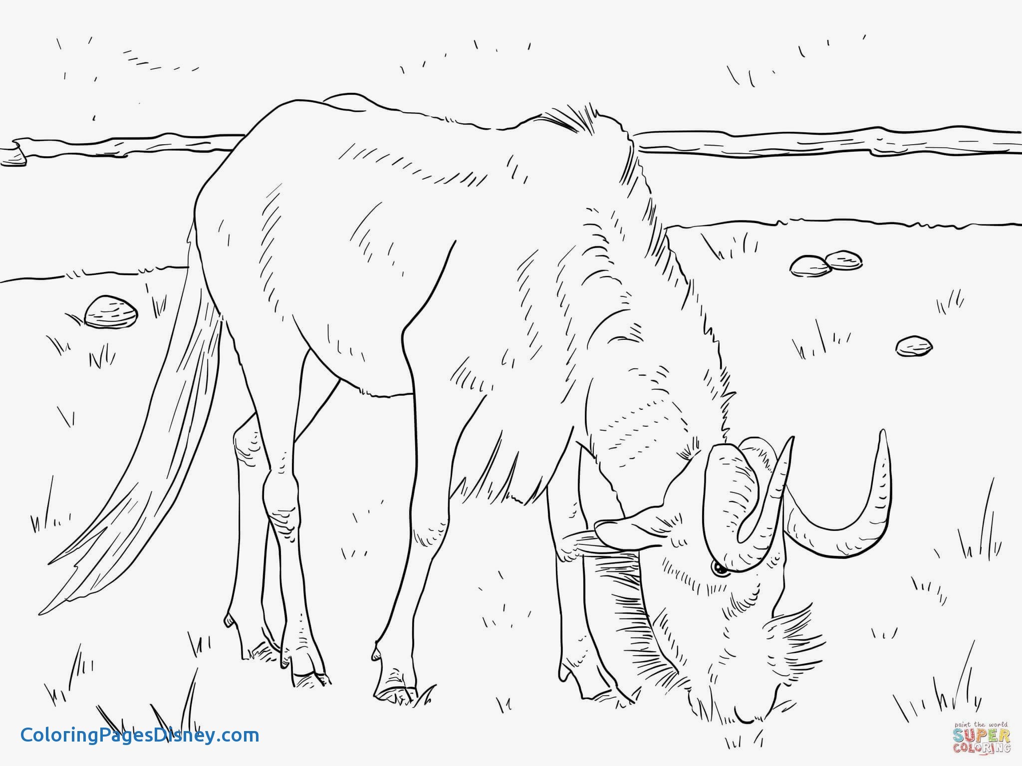 2048x1535 Wildebeest Coloring Pages Beautiful Realistic Black Wildebeest