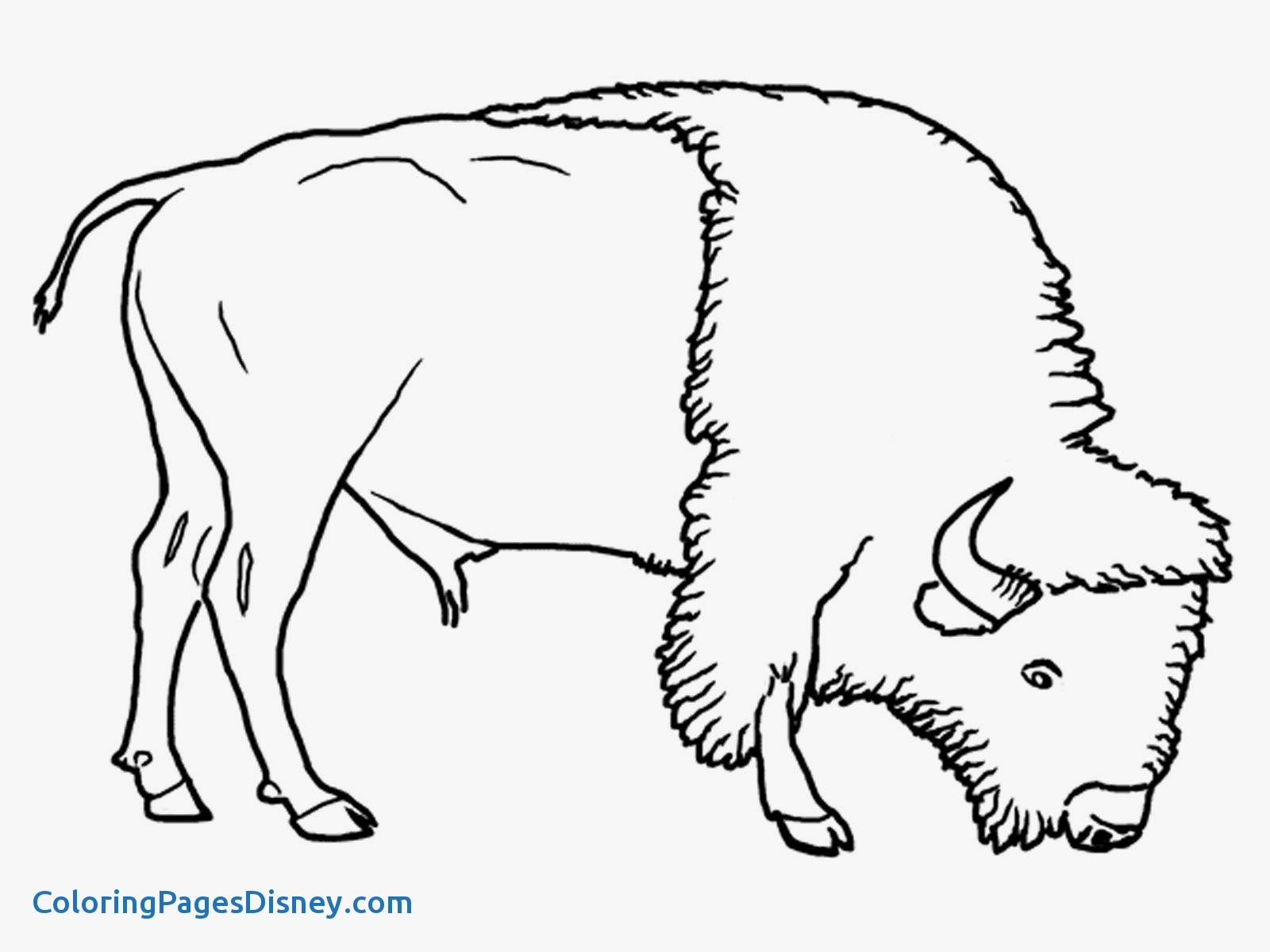 1600x1200 Wildebeest Coloring Pages Beautiful The Best Grassland Coloring