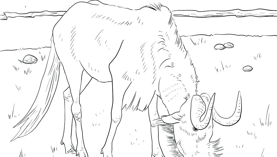 960x544 Wildebeest Coloring Pages Click To See Printable Version Of Black