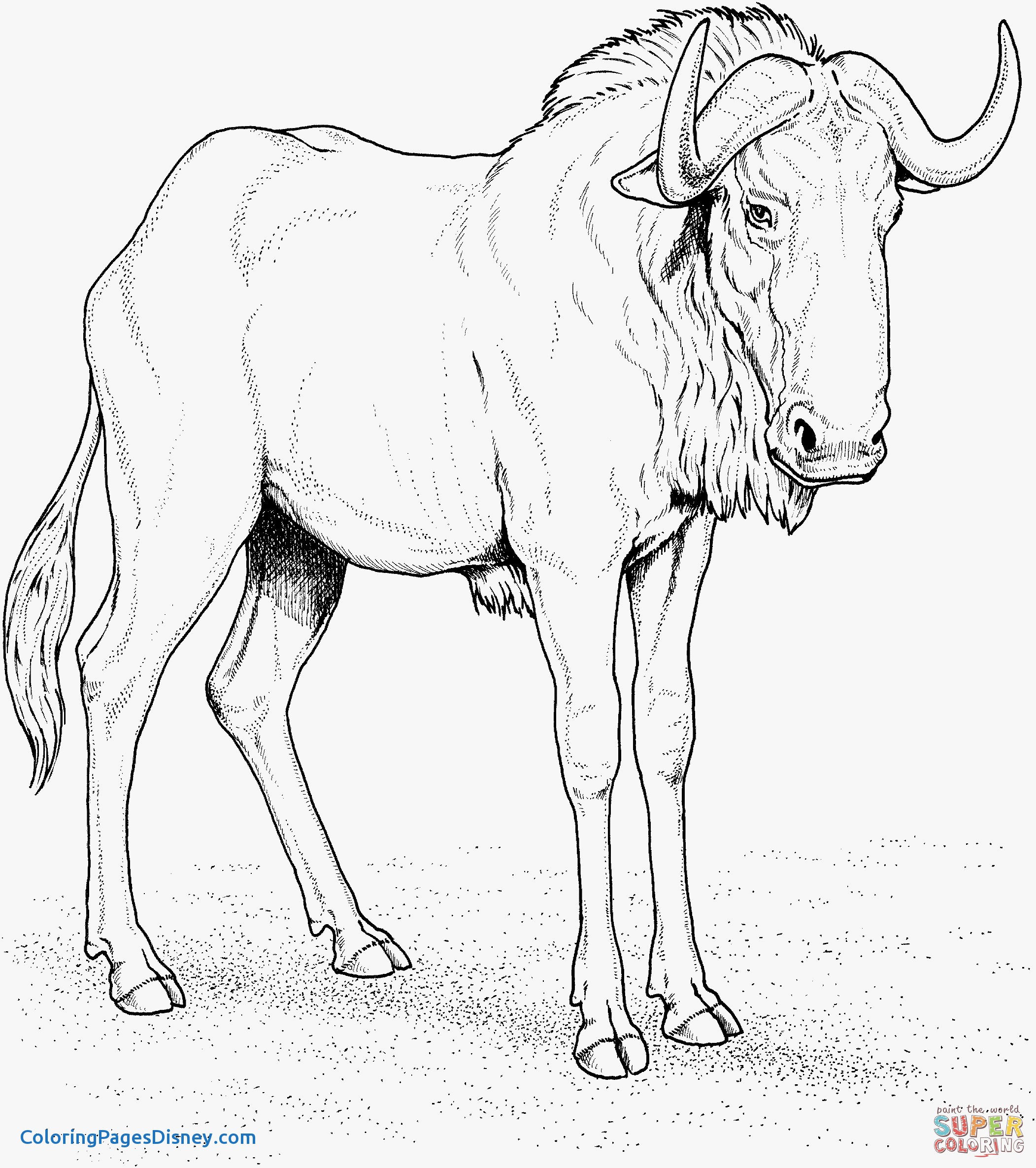 2103x2371 Wildebeest Coloring Pages Lovely Blue Wildebeest Gnu Coloring Page