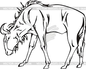 300x241 Wildebeest Clipart Black And White
