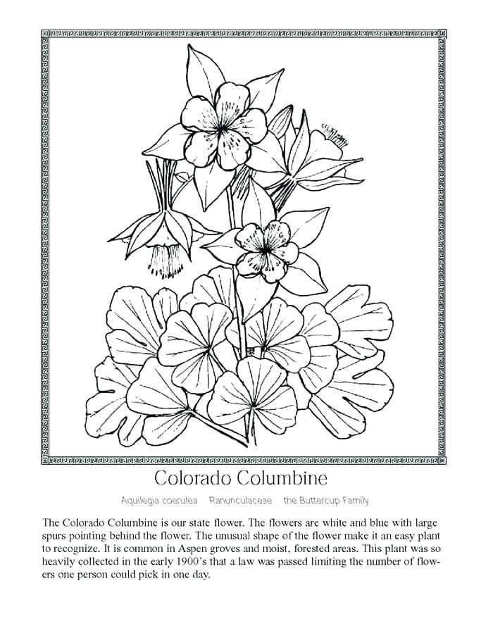 700x906 Texas Coloring Sheet Wildflower Coloring Pages Columbine