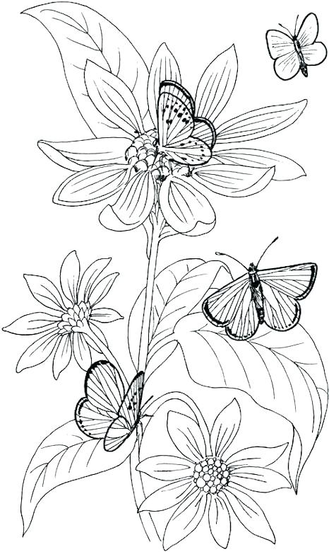 466x780 Wildflower Coloring Pages Coloring Pages Butterflies Free Coloring