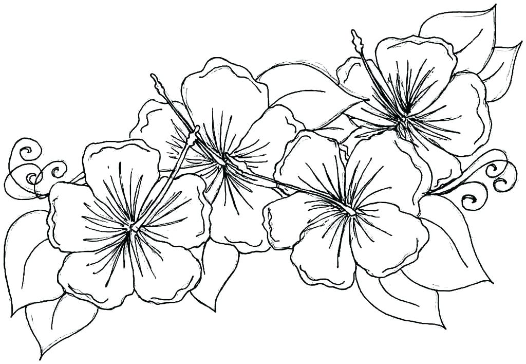 1024x708 Wildflower Coloring Pages Flower Celebrating Wildflowers Coloring