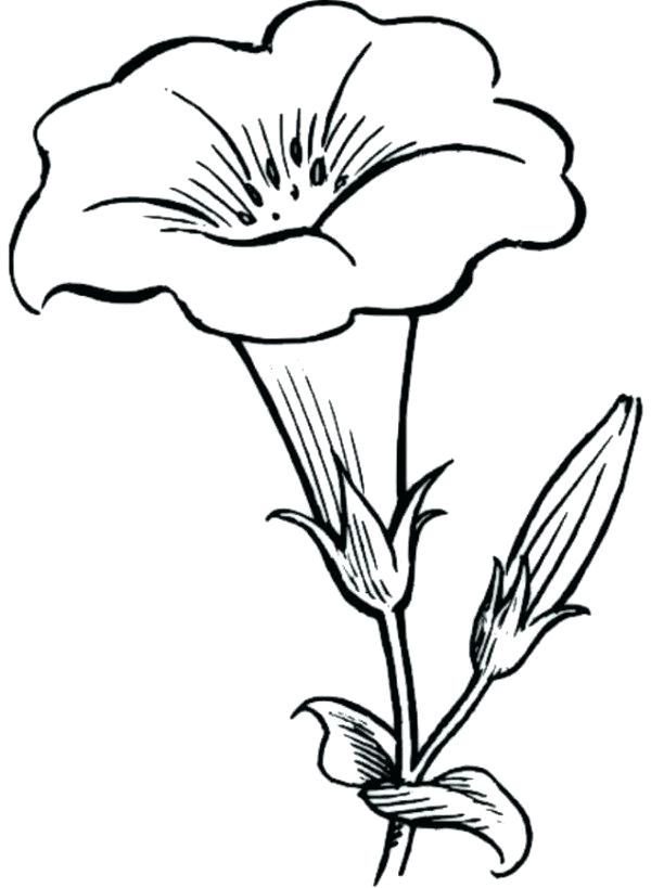 600x819 Wildflower Coloring Pages Wildflower Coloring Pages Beautiful