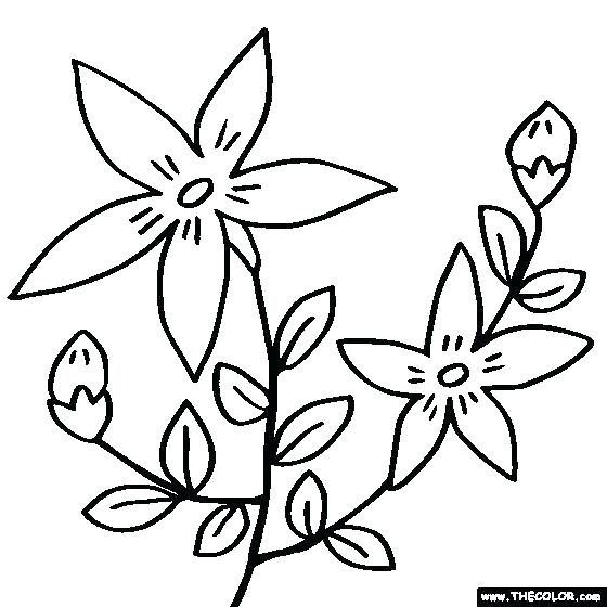 560x560 Wildflower Coloring Pages Wildflower Coloring Pages Flower