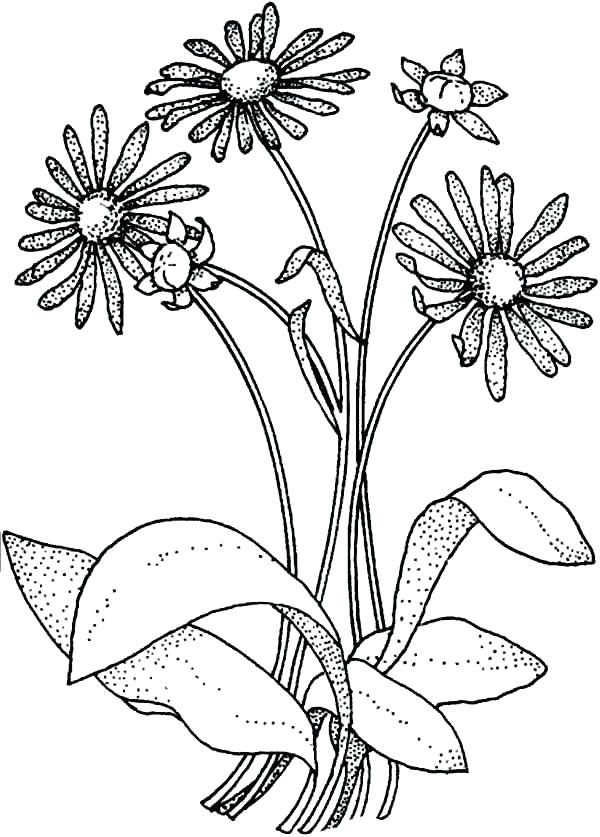 600x837 Wildflower Coloring Pages