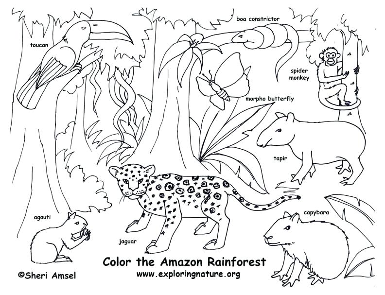 792x607 Rainforest Animals Coloring Pages At Animals Coloring Pages