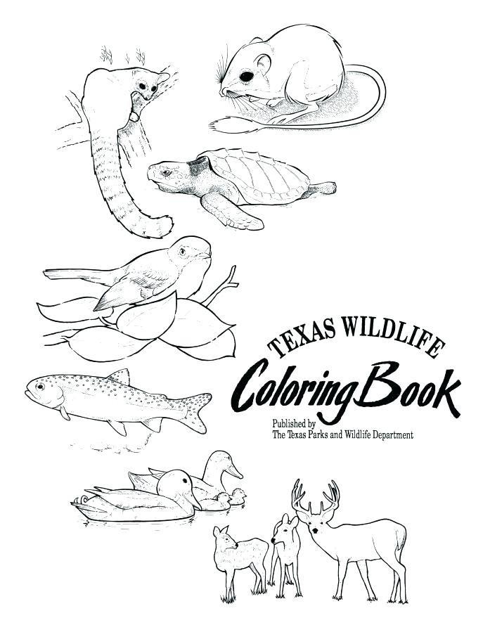 687x889 Wildlife Coloring Pages Detailed Coloring Pages For Adults