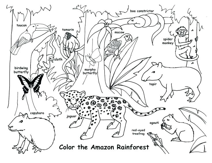 736x568 Wildlife Coloring Pages Animal Habitat Coloring Pages Animals