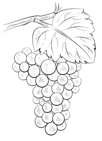 348x480 Brunch Of Grapes Coloring Page