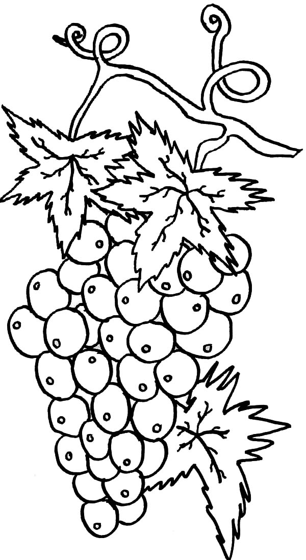 600x1098 Best Grapes For Wine Coloring Pages Color Luna