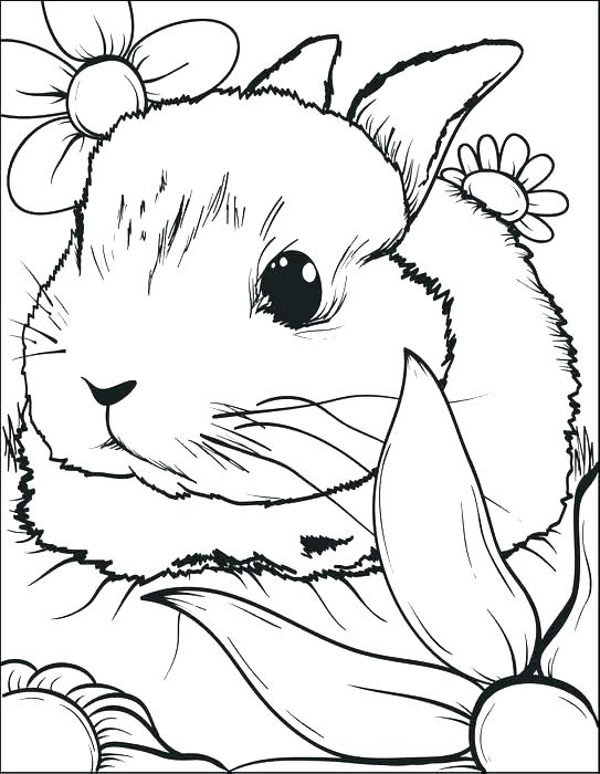 543x700 Coloring Pages Rabbit