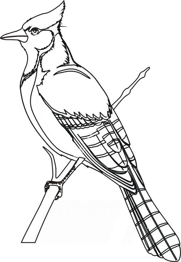 600x867 Bird Coloring Pages Blue Jay Bird Study Jay, Bird