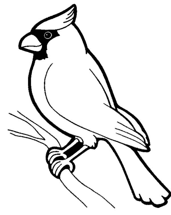 600x751 Cardinal Coloring Page Coloring Pages Cardinals