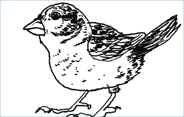 630x401 Sparrow Bird Winter Animal Coloring Pages