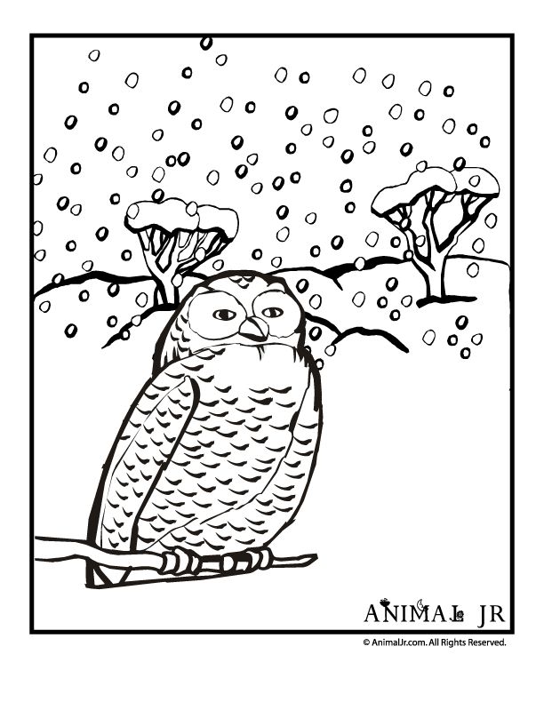 612x790 Cardinal In Snow Coloring Pages Was Last Modified April