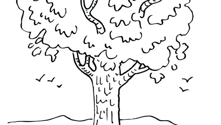 750x425 Coloring Page Tree Winter Tree Coloring Page Coloring Book Palm