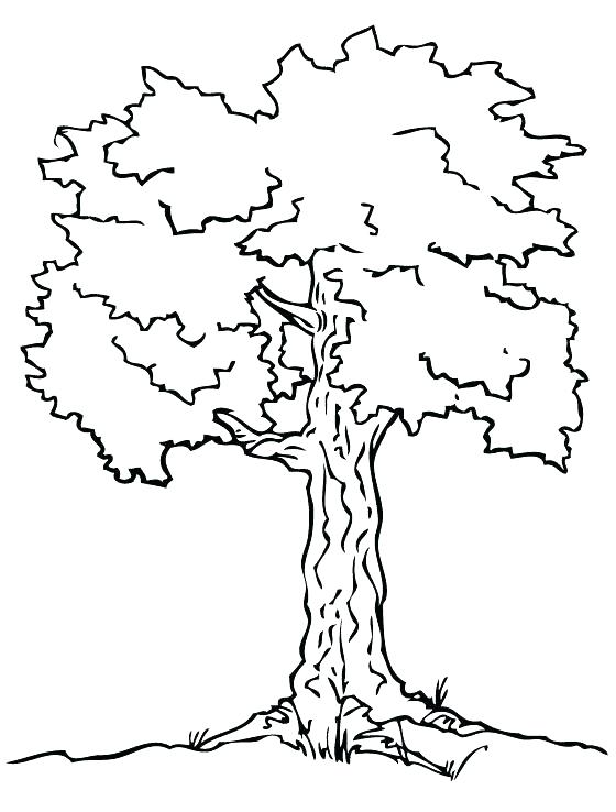560x738 Winter Tree Coloring Page Coloring Pages Of Trees Printable