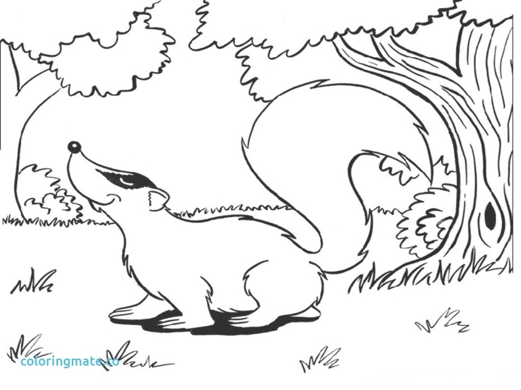 1024x768 Contemporary Badger Coloring Page Motif