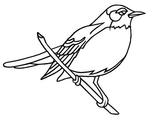 600x473 Robin Bird Coloring Page Singing
