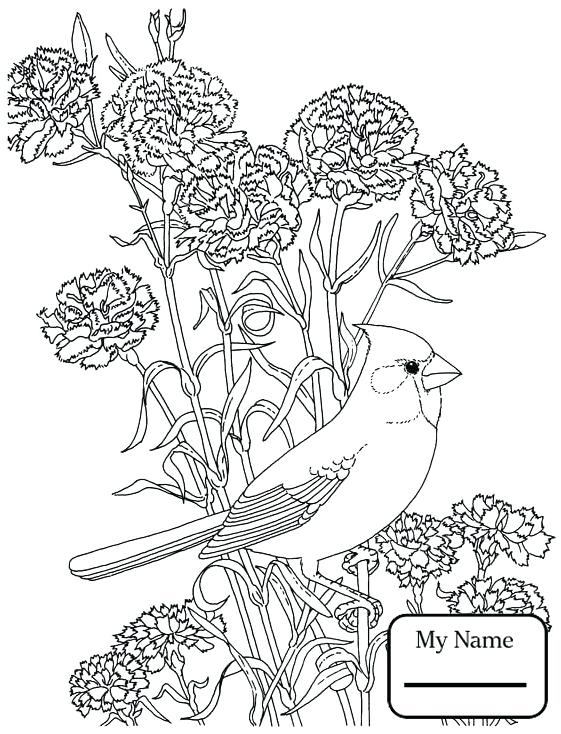 561x734 Wisconsin Coloring Pages Robin Wood Violet State Bird
