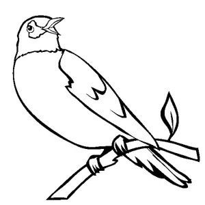 300x300 Wisconsin Robin Coloring Page Kids Play Color For Use