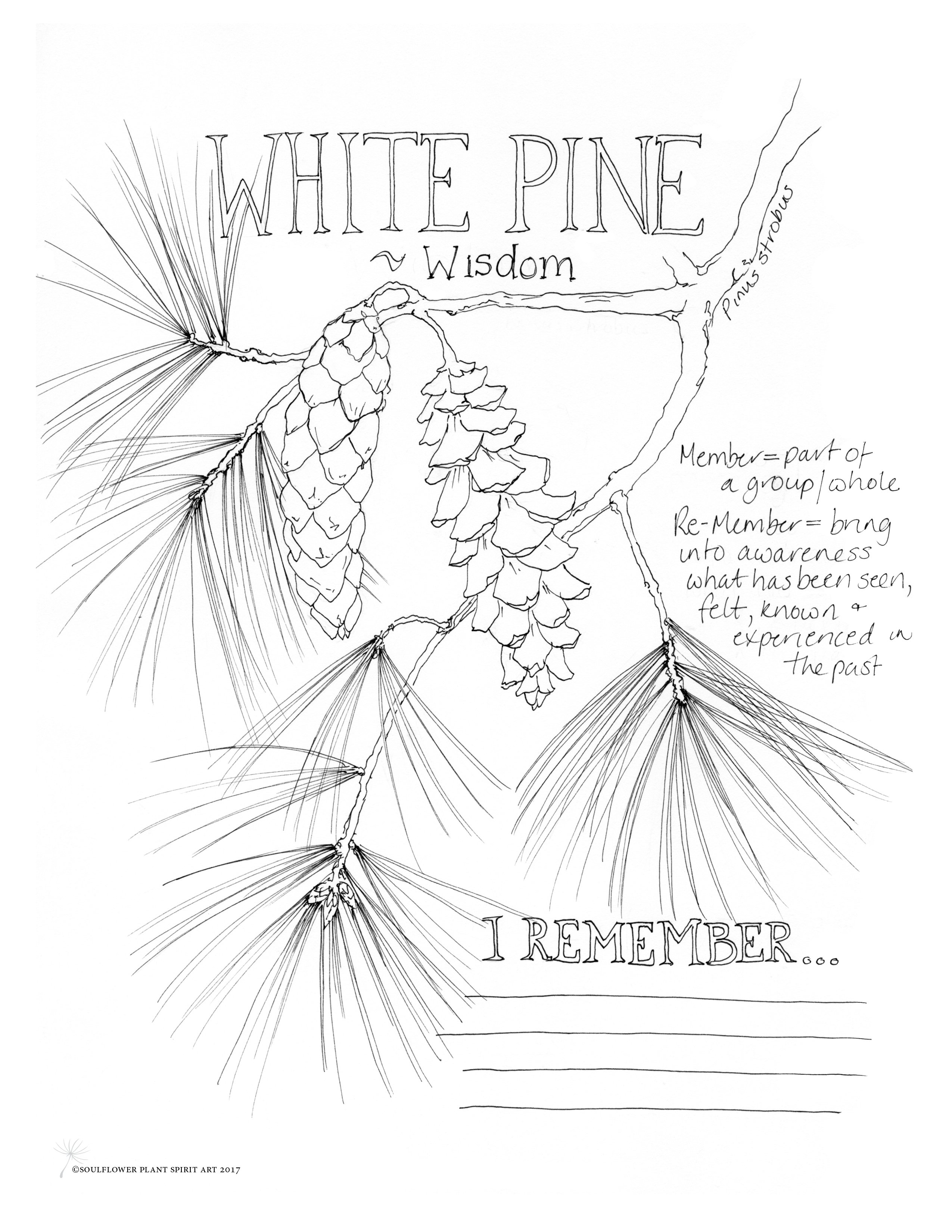 2550x3300 White Pine