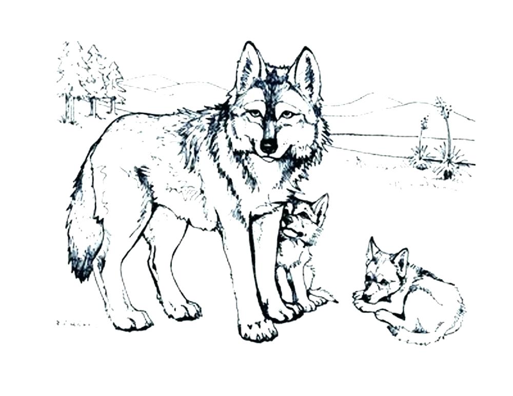 1000x773 Coloring Page Of A Wolf Wonderful Wolf Pup Coloring Pages Wolf