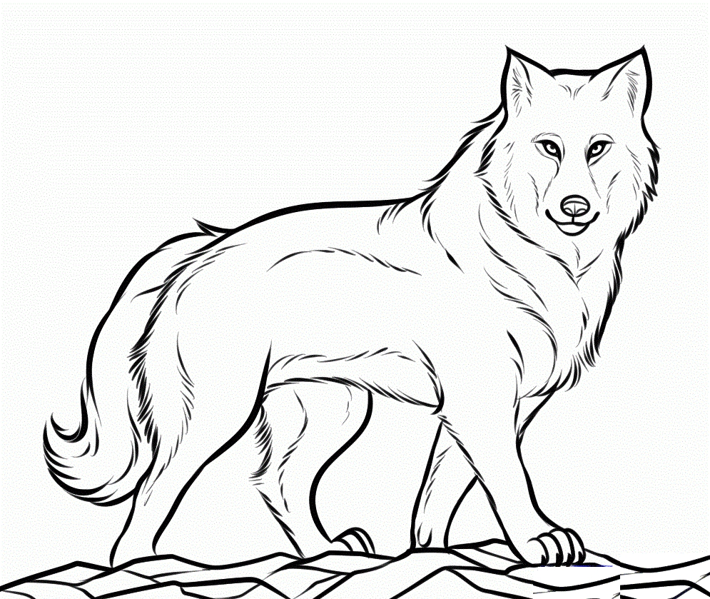 995x839 Free Printable Wolf Coloring Pages Printable